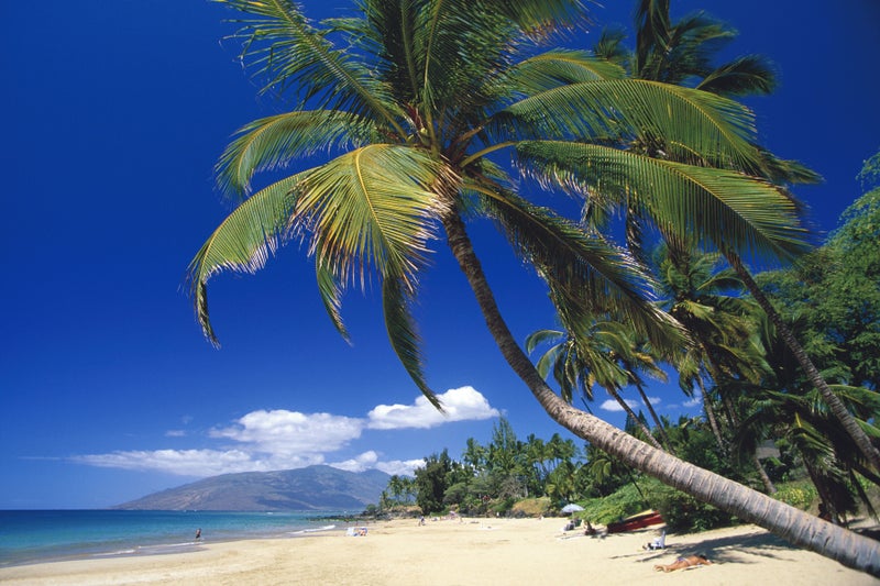 Giant palm tree on South Maui beach during sunny afternoon