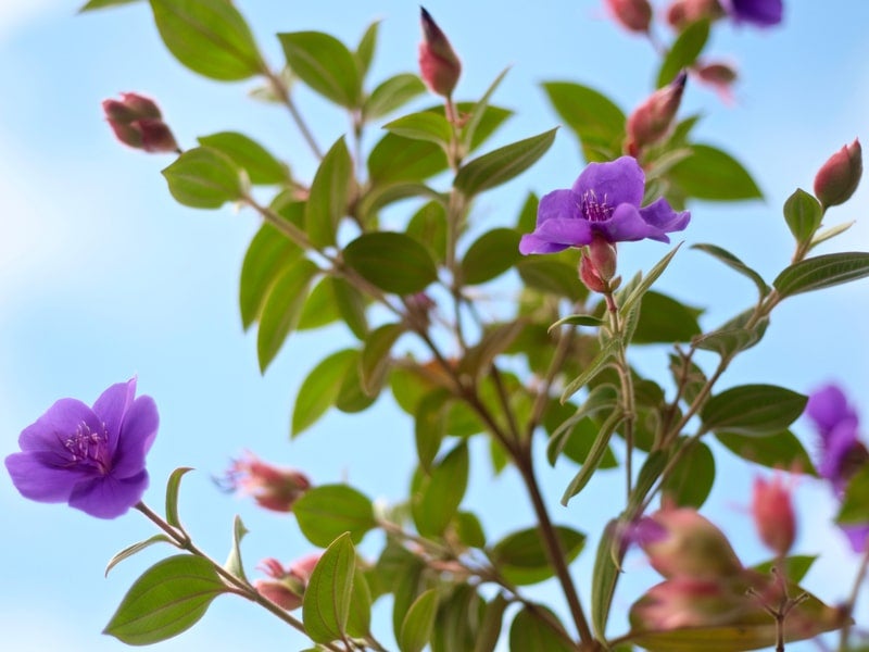 Purple flowers at plant nursery in Makawao, Maui